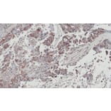 Immunohistochemistry - XLalphas antibody from Signalway Antibody (23006) - Antibodies.com