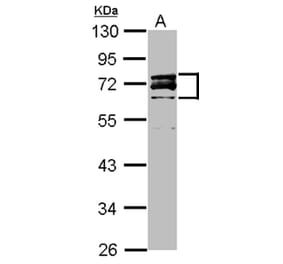 Lamin A/C antibody from Signalway Antibody (23037) - Antibodies.com