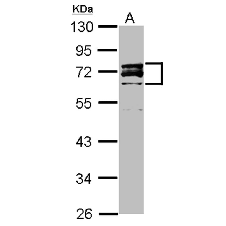 Lamin A/C antibody from Signalway Antibody (23037) - Antibodies.com