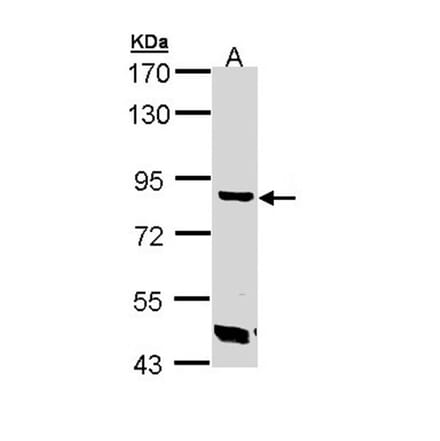 Trehalase antibody from Signalway Antibody (23114) - Antibodies.com