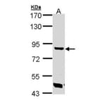 Trehalase antibody from Signalway Antibody (23114) - Antibodies.com