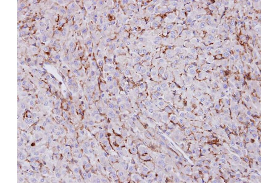 Immunohistochemistry - Trehalase antibody from Signalway Antibody (23114) - Antibodies.com