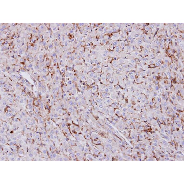 Immunohistochemistry - Trehalase antibody from Signalway Antibody (23114) - Antibodies.com