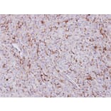 Immunohistochemistry - Trehalase antibody from Signalway Antibody (23114) - Antibodies.com