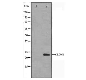 Western blot - Claudin-1 Antibody from Signalway Antibody (29226) - Antibodies.com
