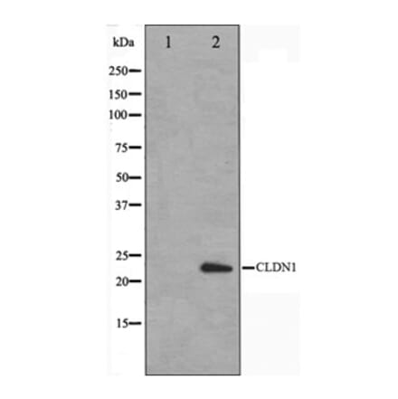 Western blot - Claudin-1 Antibody from Signalway Antibody (29226) - Antibodies.com