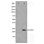 Western blot - Claudin-1 Antibody from Signalway Antibody (29226) - Antibodies.com