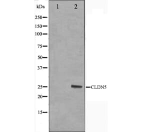 Western blot - Claudin 5 Antibody from Signalway Antibody (29235) - Antibodies.com