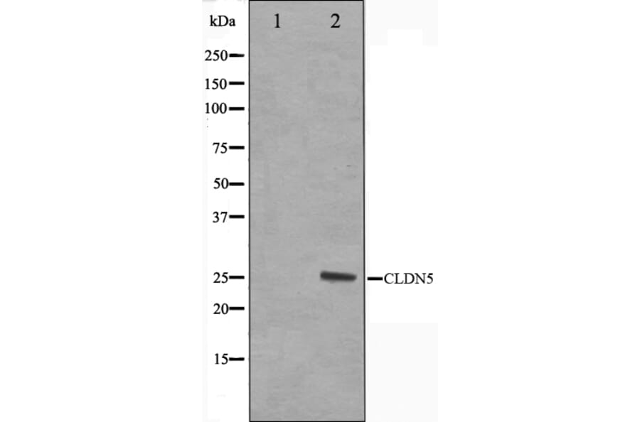 Western blot - Claudin 5 Antibody from Signalway Antibody (29235) - Antibodies.com