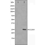 Western blot - Claudin 5 Antibody from Signalway Antibody (29235) - Antibodies.com