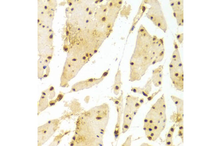 Immunohistochemistry - HIST2H2BE Antibody from Signalway Antibody (32521) - Antibodies.com