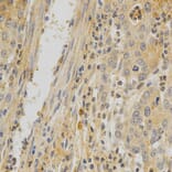 Immunohistochemistry - TNFRSF11B Antibody from Signalway Antibody (32597) - Antibodies.com