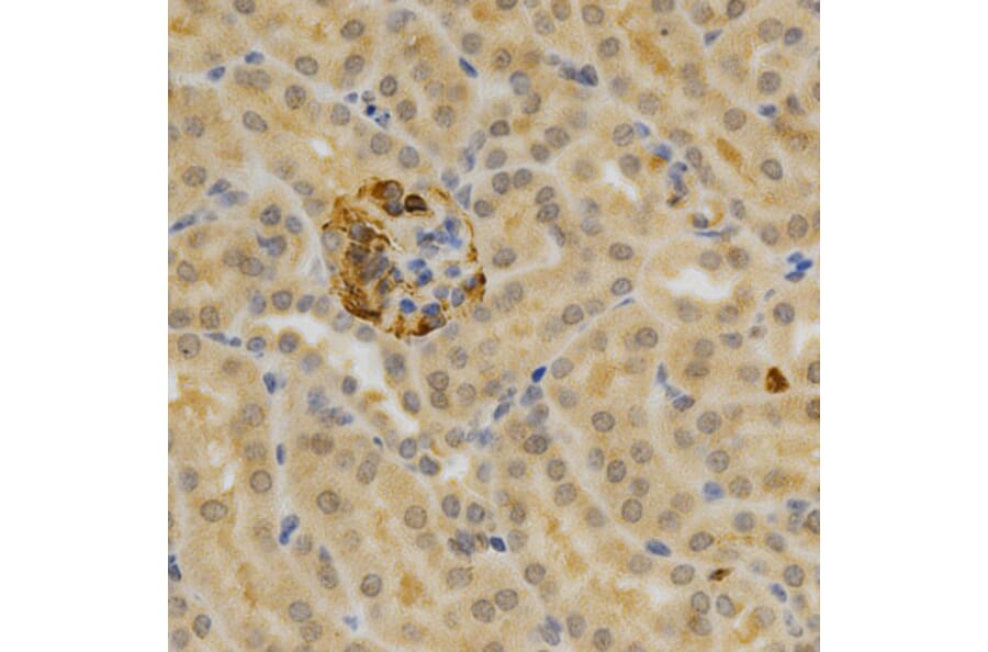 Immunohistochemistry - TNFRSF11B Antibody from Signalway Antibody (32597) - Antibodies.com