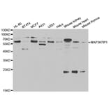 Western blot - MAP3K7IP1 Antibody from Signalway Antibody (33014) - Antibodies.com