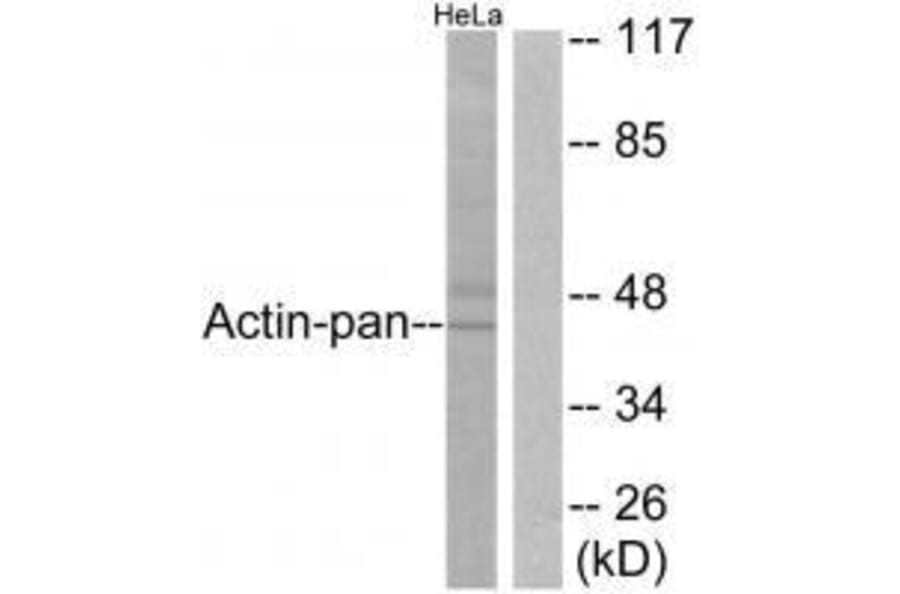 Western blot - Actin-pan Antibody from Signalway Antibody (33321) - Antibodies.com