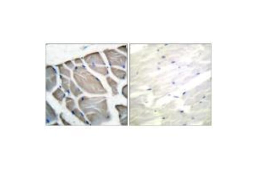 Immunohistochemistry - Actin-pan Antibody from Signalway Antibody (33321) - Antibodies.com