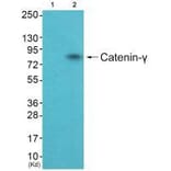 Western blot - Catenin-γ Antibody from Signalway Antibody (33330) - Antibodies.com