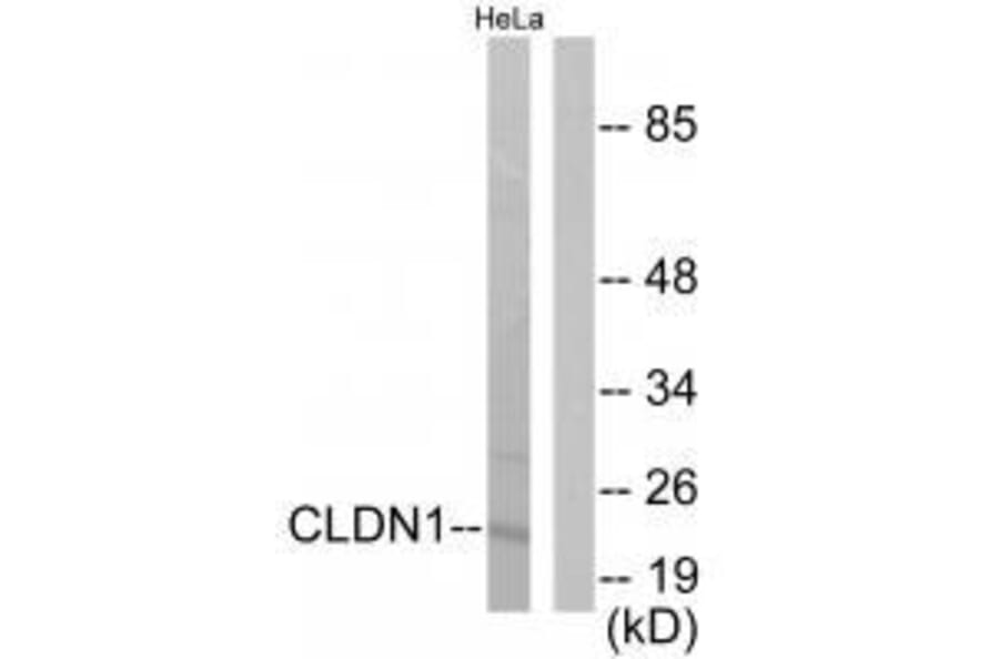 Western blot - Claudin 1 Antibody from Signalway Antibody (33332) - Antibodies.com