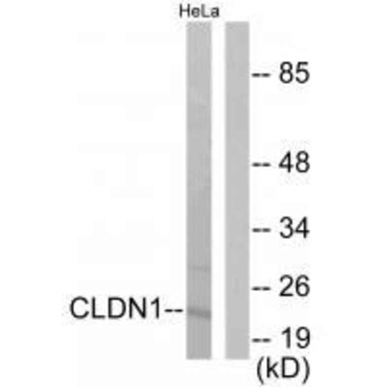 Western blot - Claudin 1 Antibody from Signalway Antibody (33332) - Antibodies.com