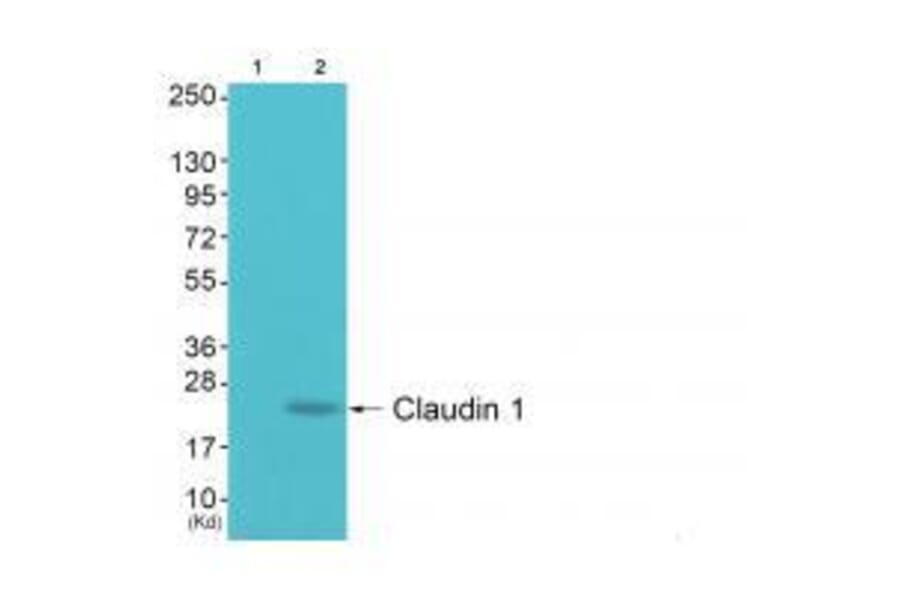 Western blot - Claudin 1 Antibody from Signalway Antibody (33332) - Antibodies.com