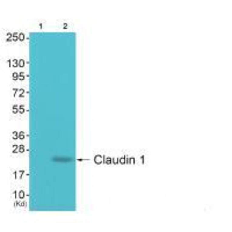 Western blot - Claudin 1 Antibody from Signalway Antibody (33332) - Antibodies.com