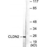 Western blot - Claudin 2 Antibody from Signalway Antibody (33333) - Antibodies.com
