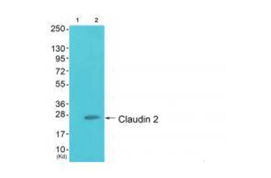 Western blot - Claudin 2 Antibody from Signalway Antibody (33333) - Antibodies.com