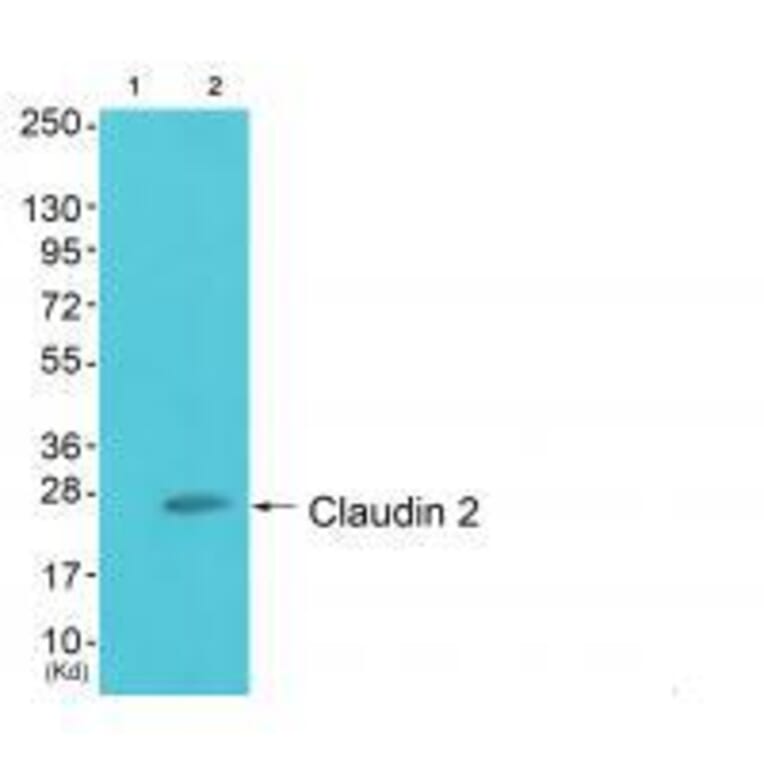 Western blot - Claudin 2 Antibody from Signalway Antibody (33333) - Antibodies.com