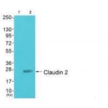 Western blot - Claudin 2 Antibody from Signalway Antibody (33333) - Antibodies.com