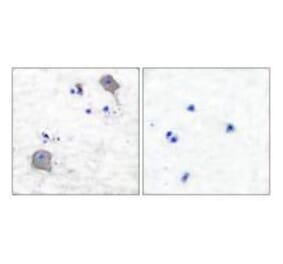 Immunohistochemistry - Claudin 5 Antibody from Signalway Antibody (33335) - Antibodies.com
