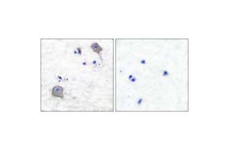 Immunohistochemistry - Claudin 5 Antibody from Signalway Antibody (33335) - Antibodies.com