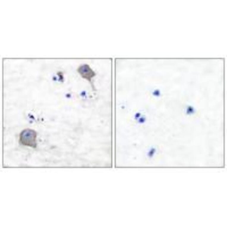 Immunohistochemistry - Claudin 5 Antibody from Signalway Antibody (33335) - Antibodies.com