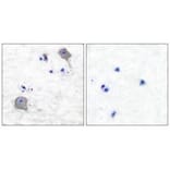 Immunohistochemistry - Claudin 5 Antibody from Signalway Antibody (33335) - Antibodies.com