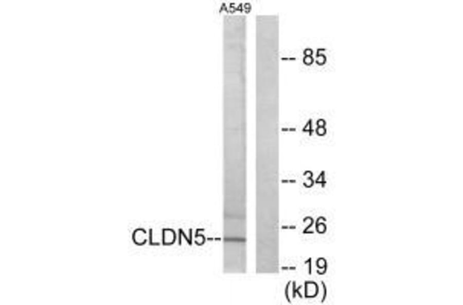 Western blot - Claudin 5 Antibody from Signalway Antibody (33335) - Antibodies.com
