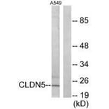 Western blot - Claudin 5 Antibody from Signalway Antibody (33335) - Antibodies.com