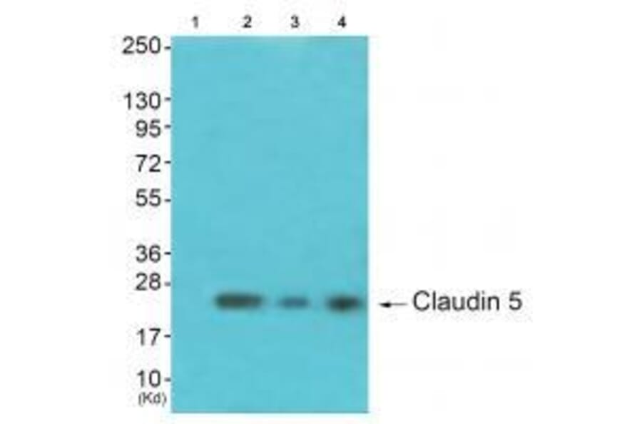 Western blot - Claudin 5 Antibody from Signalway Antibody (33335) - Antibodies.com