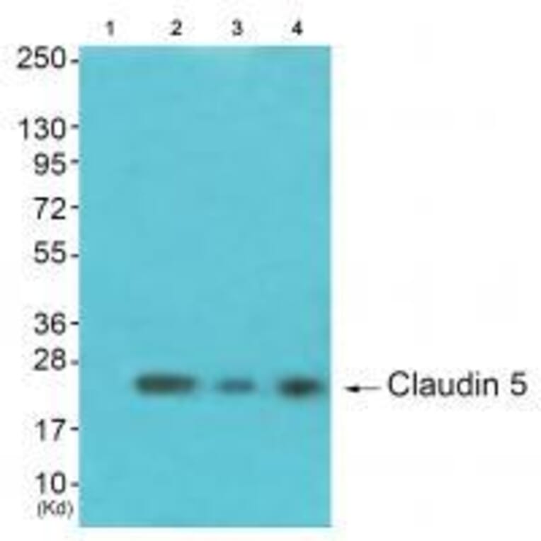 Western blot - Claudin 5 Antibody from Signalway Antibody (33335) - Antibodies.com