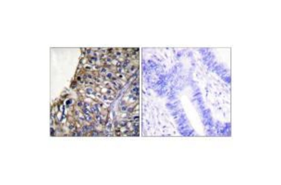 Immunohistochemistry - Claudin 7 Antibody from Signalway Antibody (33339) - Antibodies.com