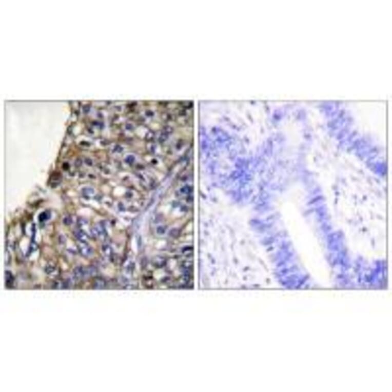 Immunohistochemistry - Claudin 7 Antibody from Signalway Antibody (33339) - Antibodies.com