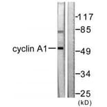 Western blot - Cyclin A1 Antibody from Signalway Antibody (33350) - Antibodies.com