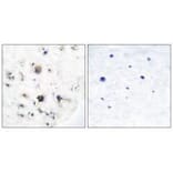 Immunohistochemistry - Ephrin-B3 Antibody from Signalway Antibody (33364) - Antibodies.com