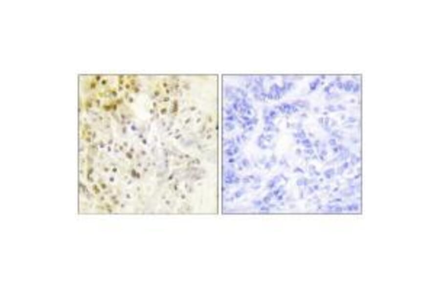 Immunohistochemistry - Cyclin-L1 Antibody from Signalway Antibody (33465) - Antibodies.com