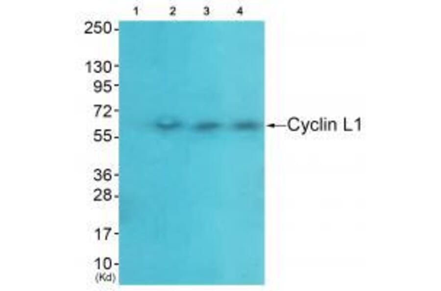 Western blot - Cyclin-L1 Antibody from Signalway Antibody (33465) - Antibodies.com