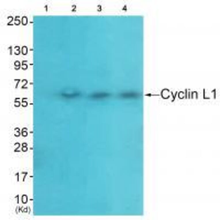 Western blot - Cyclin-L1 Antibody from Signalway Antibody (33465) - Antibodies.com