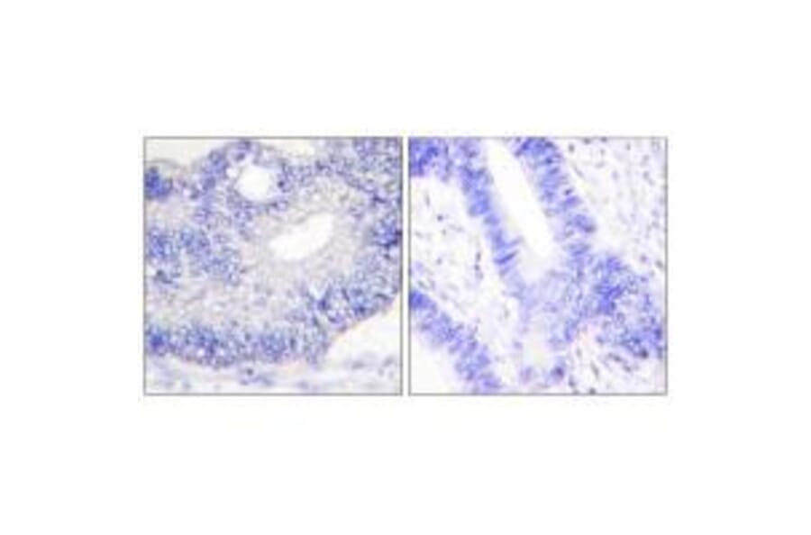 Immunohistochemistry - TGF alpha Antibody from Signalway Antibody (33499) - Antibodies.com