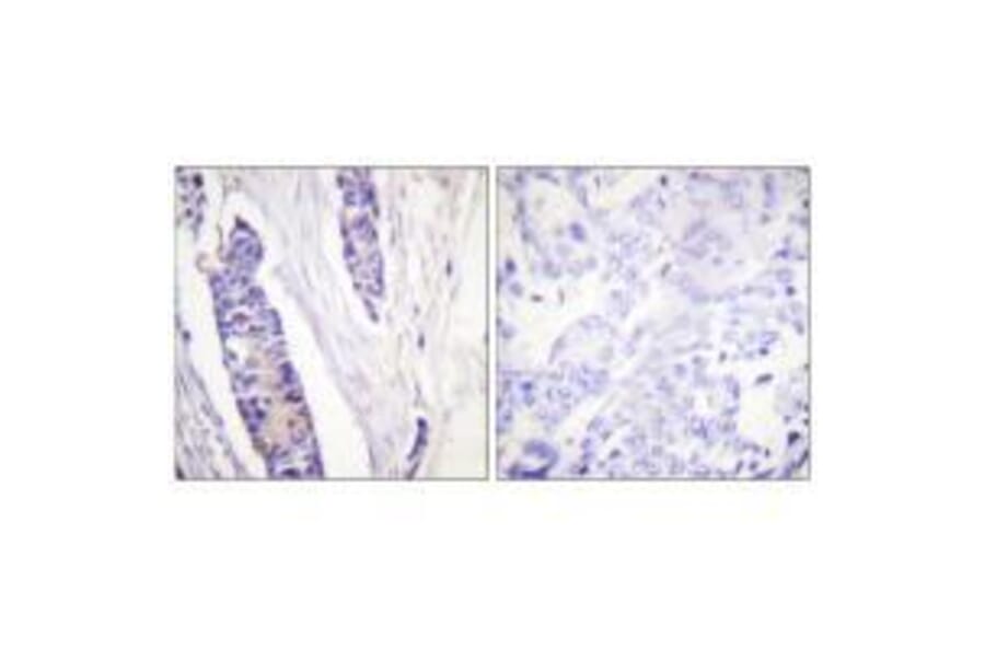 Immunohistochemistry - Tubulin β Antibody from Signalway Antibody (33532) - Antibodies.com