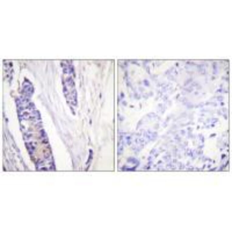 Immunohistochemistry - Tubulin β Antibody from Signalway Antibody (33532) - Antibodies.com