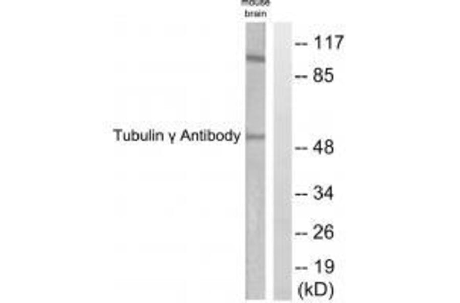 Western blot - Tubulin γ Antibody from Signalway Antibody (33533) - Antibodies.com
