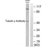 Western blot - Tubulin γ Antibody from Signalway Antibody (33533) - Antibodies.com