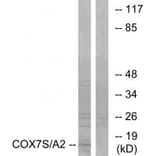 Western blot - COX7S/A2 Antibody from Signalway Antibody (34226) - Antibodies.com